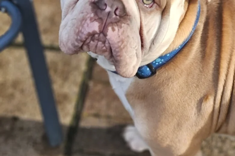 English Bulldog