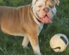 English Bulldog