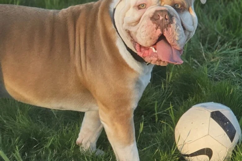 English Bulldog