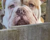 English Bulldog