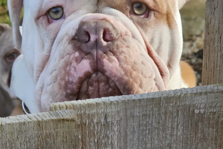 English Bulldog