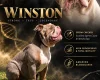 English Bulldog