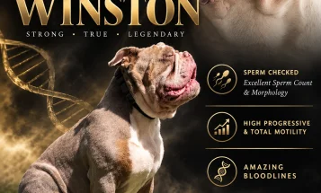 English Bulldog
