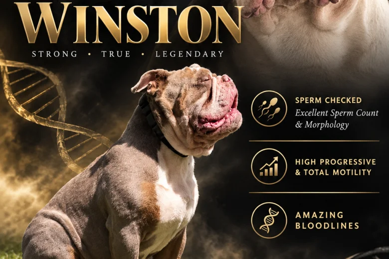 English Bulldog