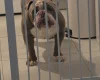 English Bulldog