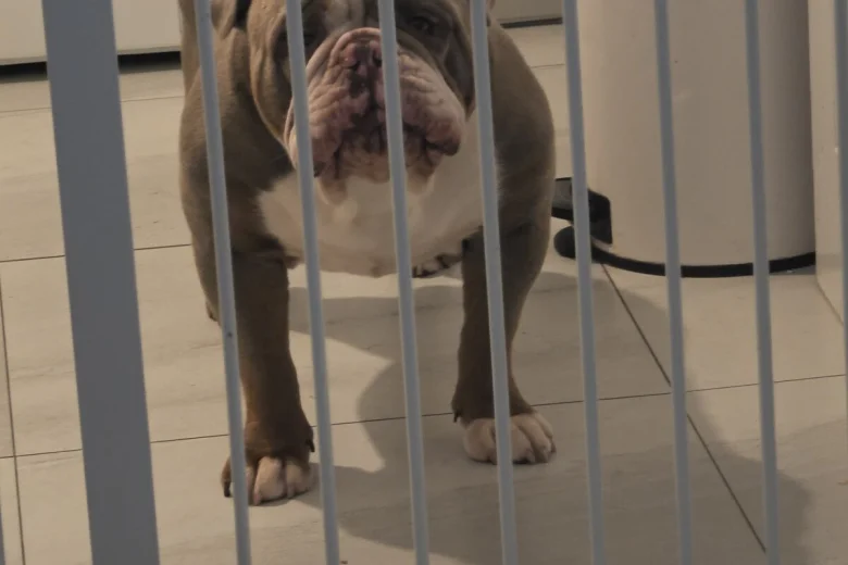 English Bulldog