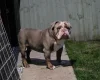 English Bulldog