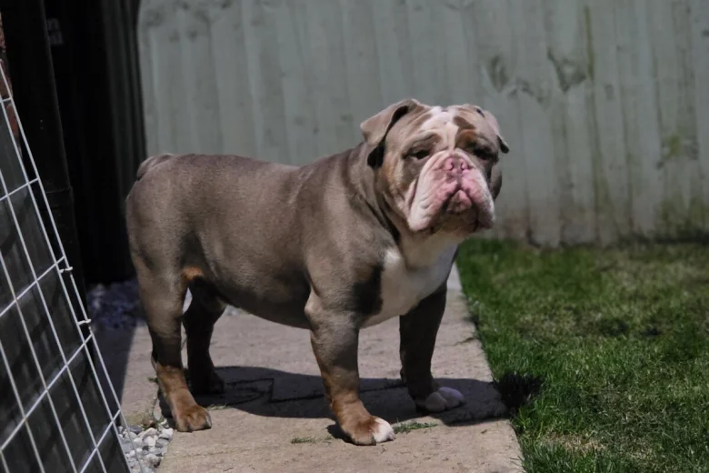 English Bulldog