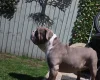 English Bulldog