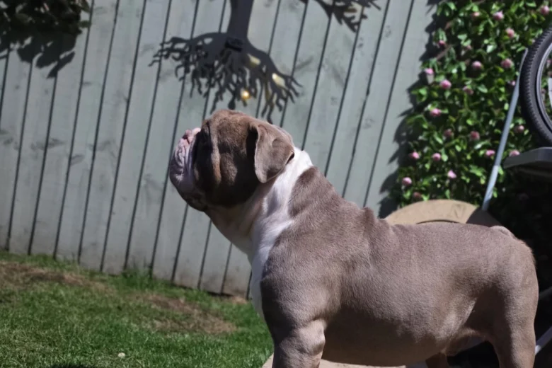 English Bulldog