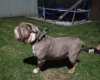 English Bulldog