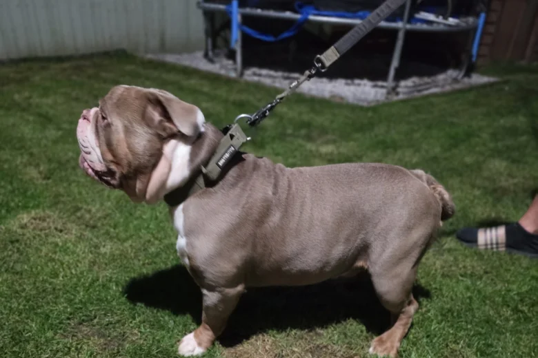 English Bulldog