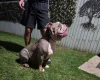 English Bulldog