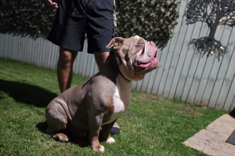 English Bulldog