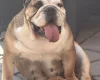 English Bulldog