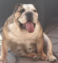 Luscious Lola, Matt