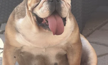 English Bulldog