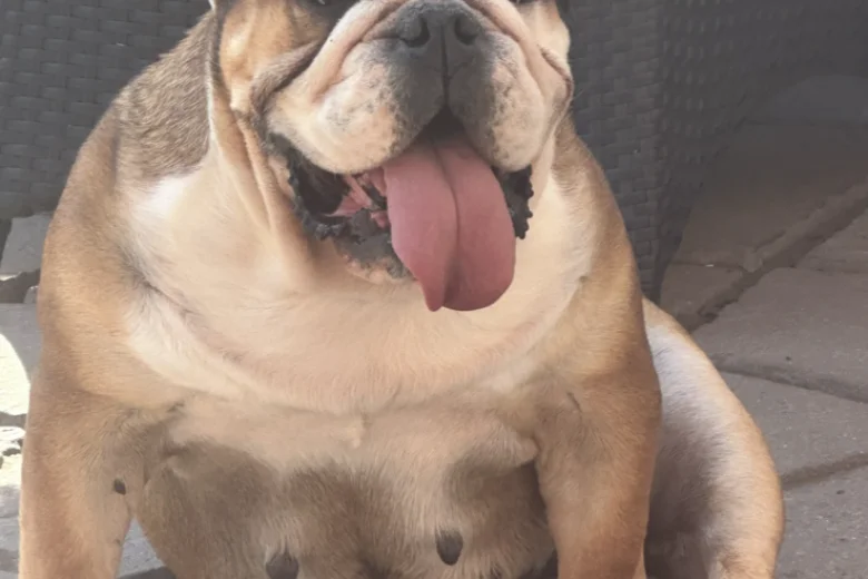 English Bulldog