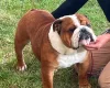 English Bulldog