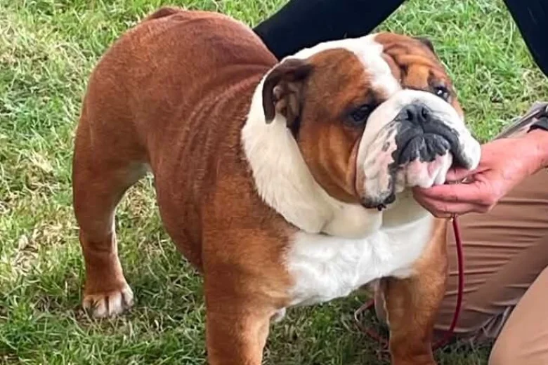English Bulldog