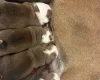 English Bulldog