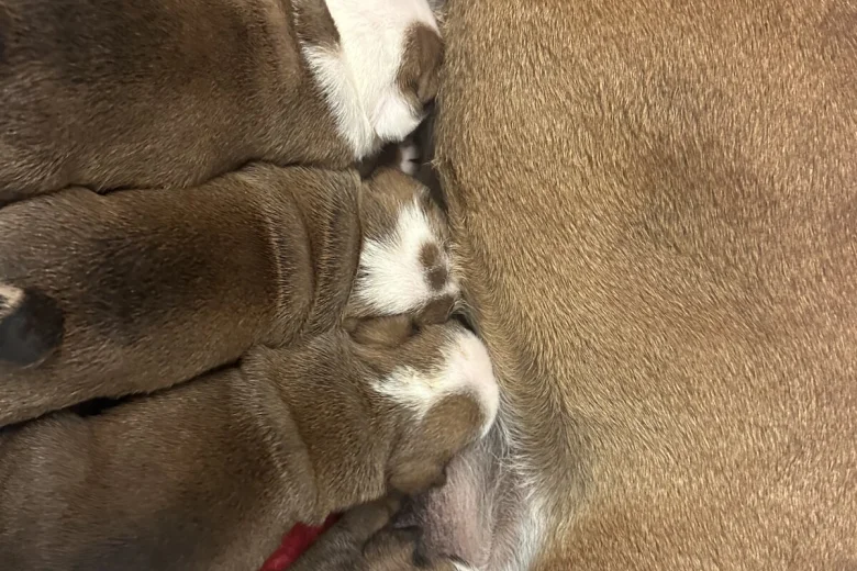 English Bulldog