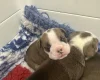 English Bulldog