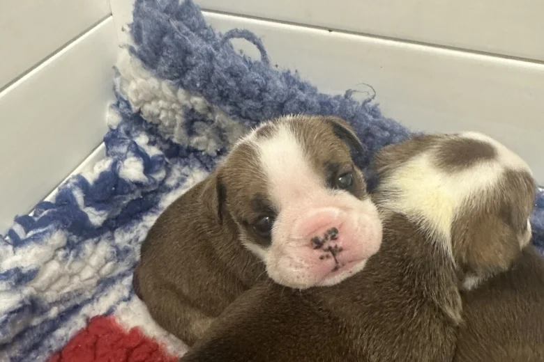 English Bulldog