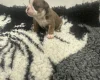 English Bulldog