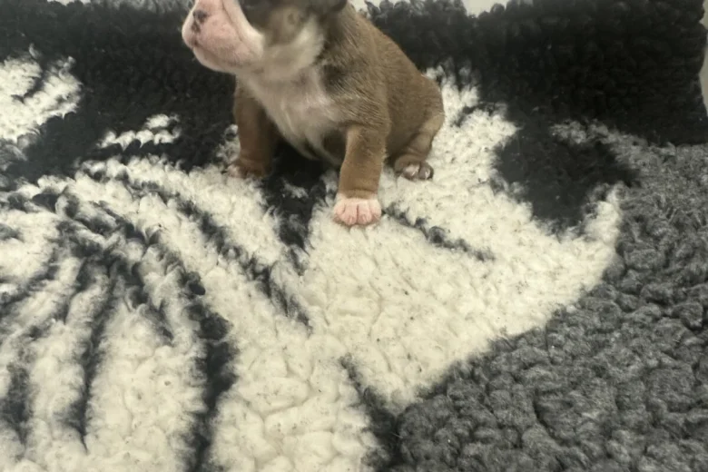 English Bulldog