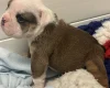 English Bulldog