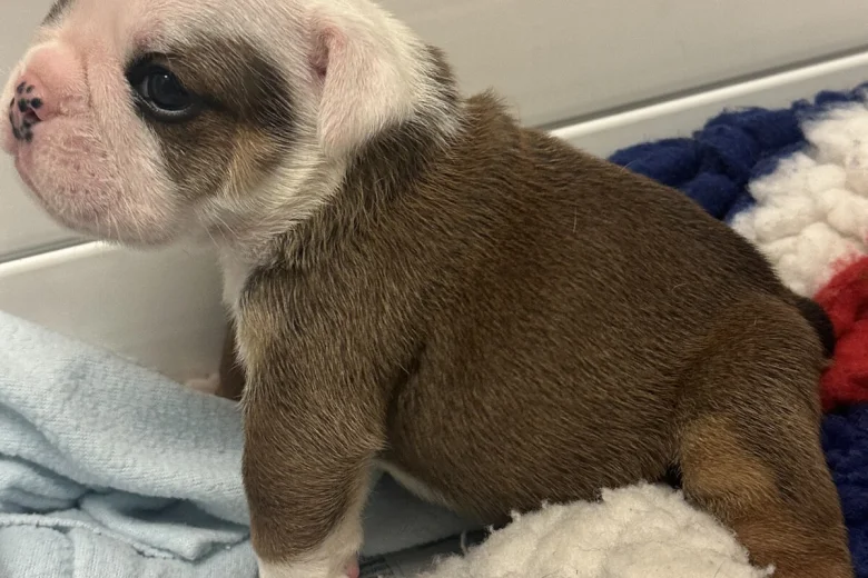 English Bulldog