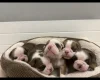 English Bulldog