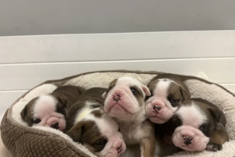 English Bulldog