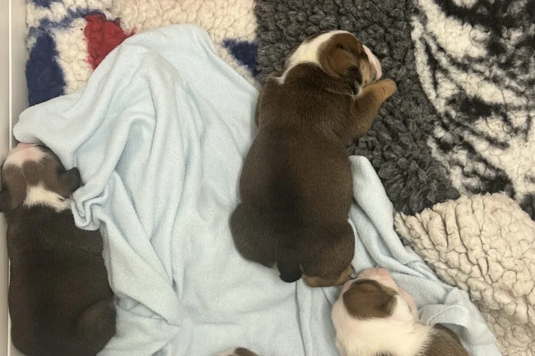 English Bulldog
