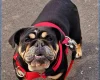 English Bulldog