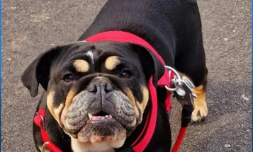 English Bulldog