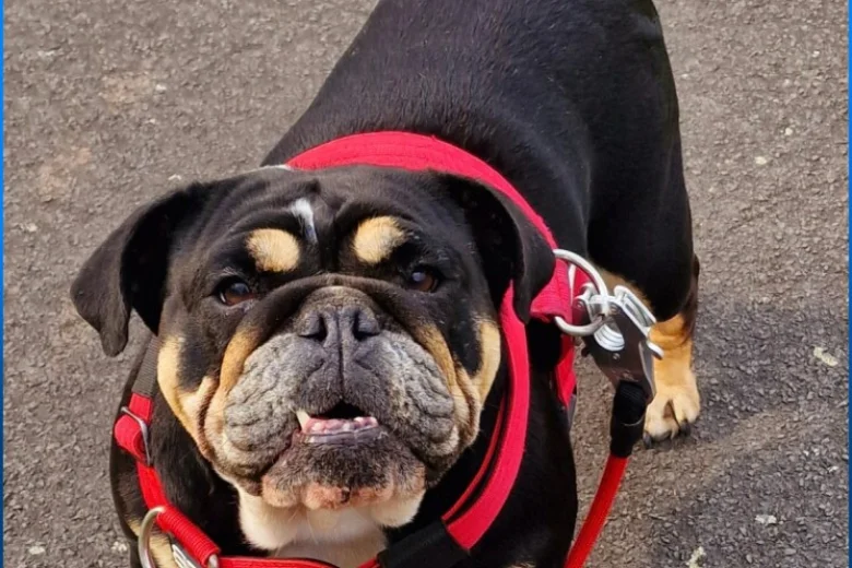 English Bulldog