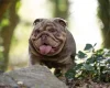 English Bulldog