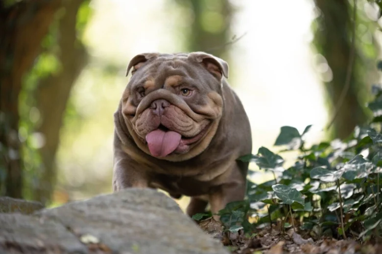 English Bulldog