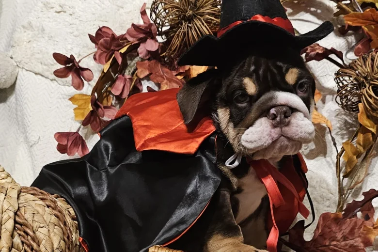English Bulldog