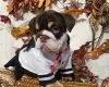 English Bulldog