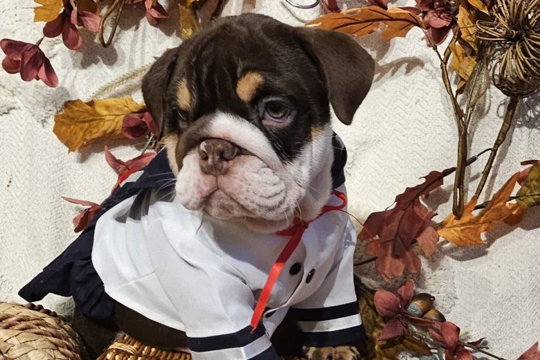 English Bulldog