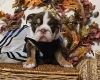 English Bulldog