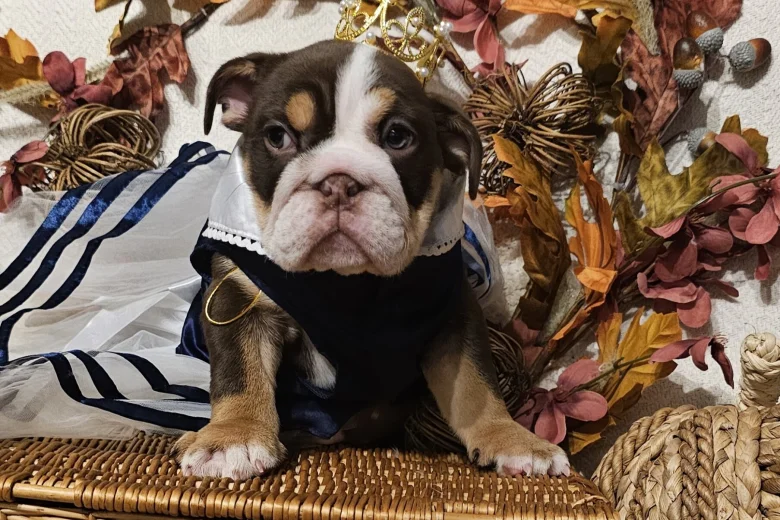 English Bulldog