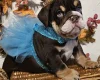English Bulldog