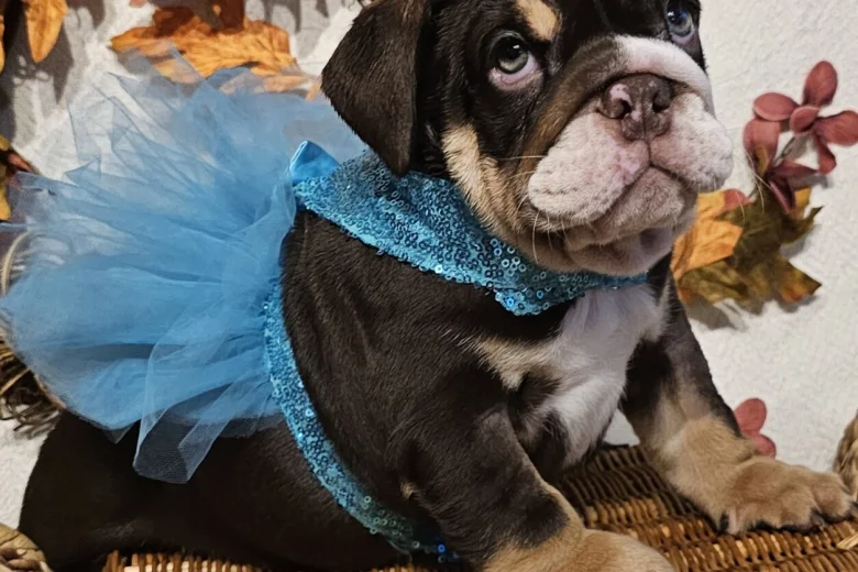 English Bulldog