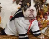 English Bulldog