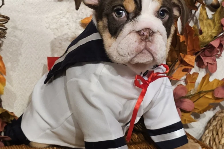 English Bulldog