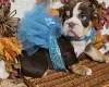 English Bulldog